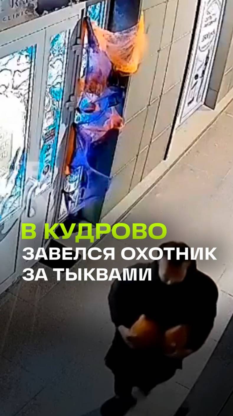 Вор тыкв из города Кудрово. Но полакомиться не получилось - тыквы декоративные