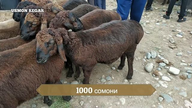 шанбе бозор нархи мург гусфандхо