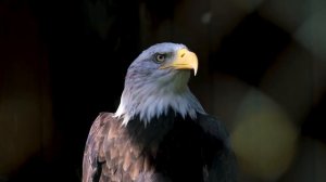 Buaetiful Eagle|Eagle documentary|viralvideo#Eagle#amazing