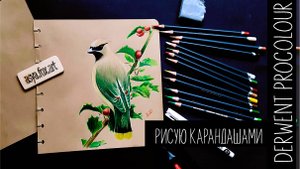 "Рисую птичку цветными карандашами"