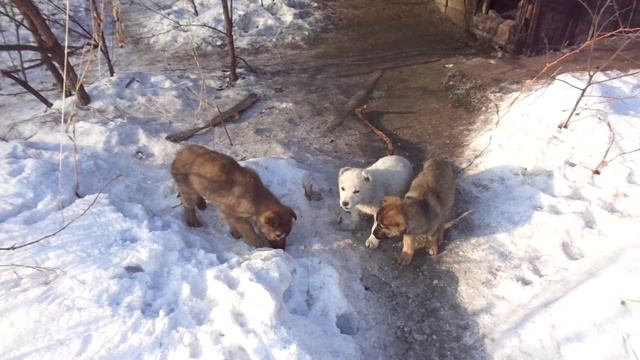 ЗАГОРЬЕ 23.01.2022