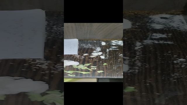 У нас муравьи 😱