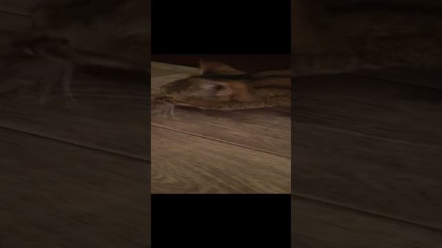 кошка рыгает классика