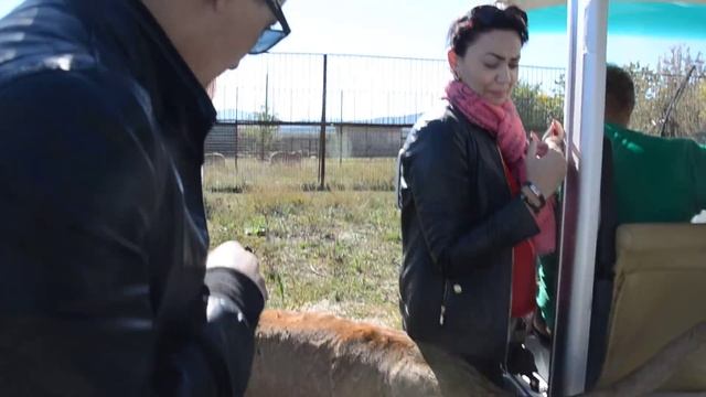 Ребята абсолютно не готовы к такой встрече со львами ! смотреть онлайн