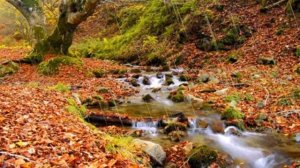 Осенний футаж. Дождливая погода в лесу