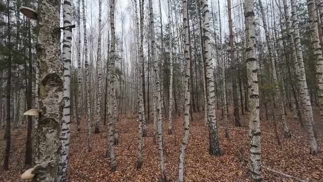 охота с легавой