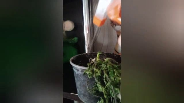 можно ли садить крапиву дома. Скакун.ТВ смотреть онлайн