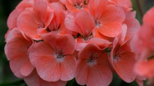 AF-S VR Micro-Nikkor 105mm f/2.8G IF-ED Sample Macro photography