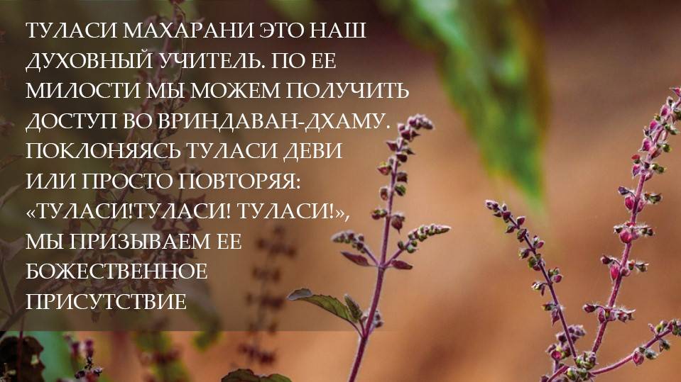 Вдохновение на Картику 2024 (день 18) от Е.С.Шачинандана Свами