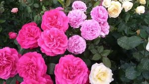 Розы Элина, Эл Ди Брайтвайт, голоден зест, Андрэ Туркат, Версайни