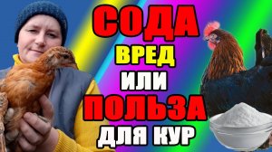 Нужна ли курам СОДА. Польза или вред.