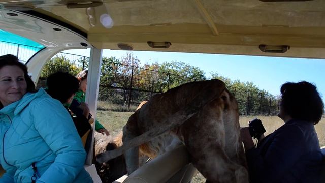 Лола снова выгоняет всех из машинки.Люди в ступоре ,даже почти не разговаривают ! смотреть онлайн