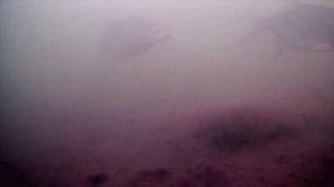 ЛЕЩ на ПОПЛАВОК цветок. ПЕРВЫЙ ЛЕД 2021! Поклевки леща зимой