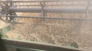 Косим пшеницу день третий