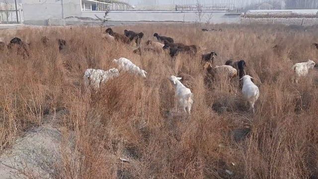 ҚУЙ ВА ЕЧКИЛАРНИ ЙАЙЛОВДА БОКИШ УСЛУБИ УЙ ШАРОИТИДА