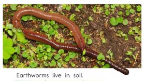 All about earthworms