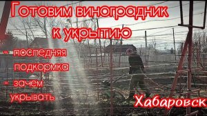 Подготовка виноградника к укрытию. Подкормка осенью