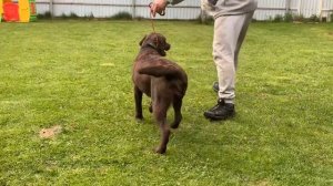 Наши лабрадоры. Сука в возрасте 2 года. Подготовка к выставке.