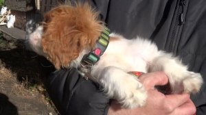 Элвис прогулка 011124