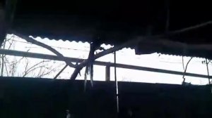 Павлин Арлекин. Перезимовали отлично. Весна 2018 год.