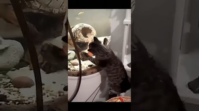 Зверские развлечения #funny #рек #cat #pets #котки #собачки#смешно