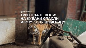 Кубанец три года держал тигрицу на участке