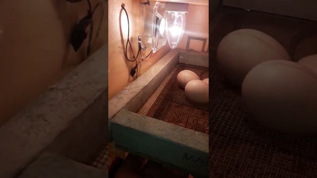 Инкубатр туралы мәлімет смотреть онлайн