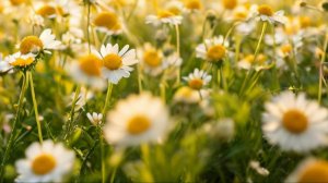 Истории из жизни - История из детства.....