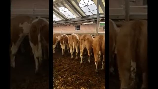 Симменталы телки из за границы или? Продуктивность 6500 по первой лактаций   +79656176005 WhatsApp