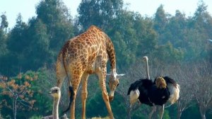 Ultimate Wild Animals Collection in 8k ULTRA HD.......