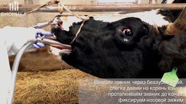Применение дренчера АДК-1 для выпойки коров (Учебный фильм)