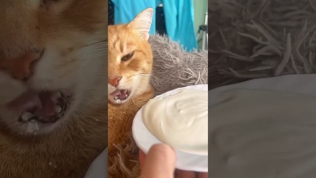 Очень вкусная сметанка смотреть онлайн