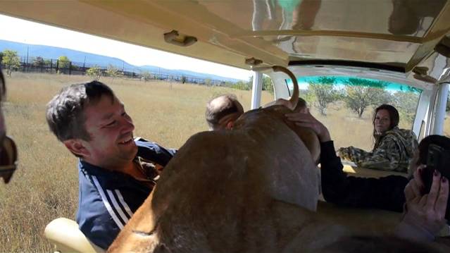 'ДЕВУШКА .ДЕРЖИТЕСЬ !' Встреча с львицей ЛОЛОЙ ! смотреть онлайн