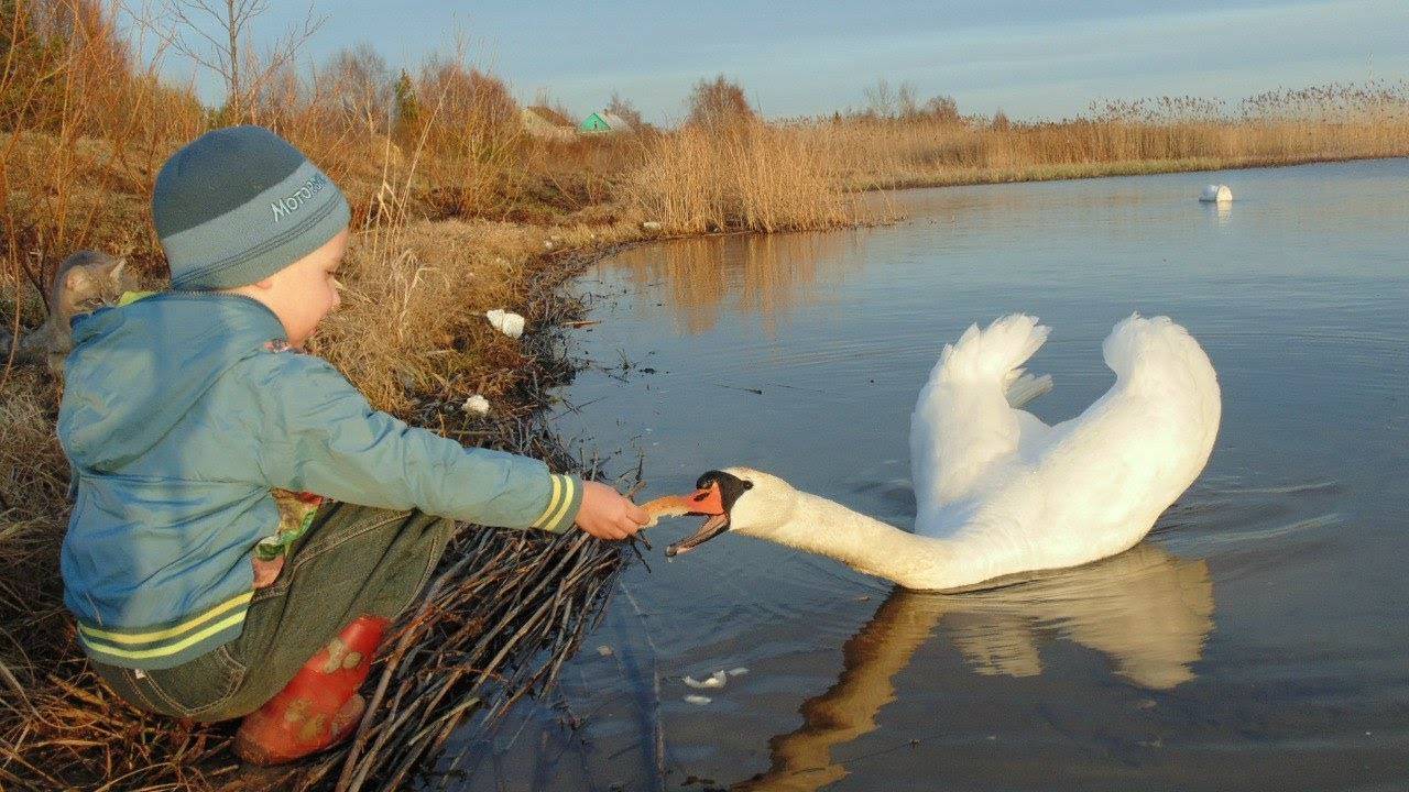 Лебеди осенью в детском парке на озере Смолинское