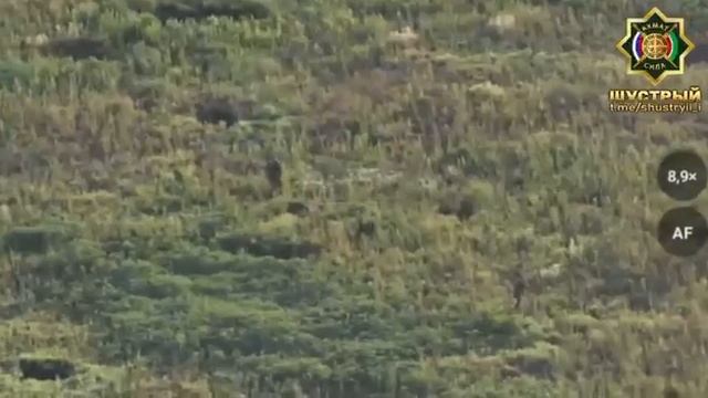 Боевик ВСУ вёл в плен российского бойца, но наши операторы БпЛА атаковали врага смотреть онлайн