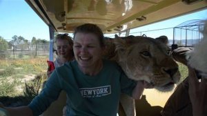 'Ну что ,красивая ,поехали кататься ? ' Львица -автоледи !