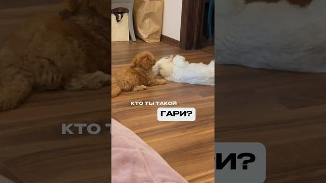 Собаки