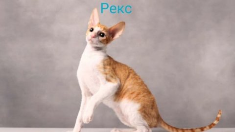 Динозаврики🦕🦖🦎