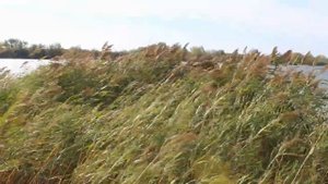 Релакс. Танец принца Оршада и феи Драже (из балета "Щелкунчик", соч. 71)Пётр Ильич Чайковский.