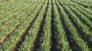 Опыт с высевом пшеницы с междурядьем 57, 38,19 см с нормами от 1 до 4 млн 2 часть.