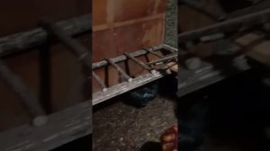 переоборудовали теплицу в курятник