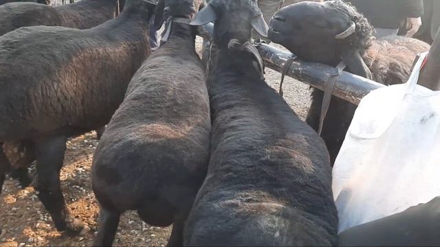 БОКМА ҚОЧҚОРЛАР НАРХЛАРИ qumtepa qo'y bozori