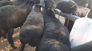 БОКМА ҚОЧҚОРЛАР НАРХЛАРИ qumtepa qo'y bozori