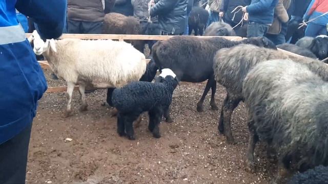 BO'G'OZ SO'VLIQLAR VA QO'CHQOR NARXLARI YOZYOVON