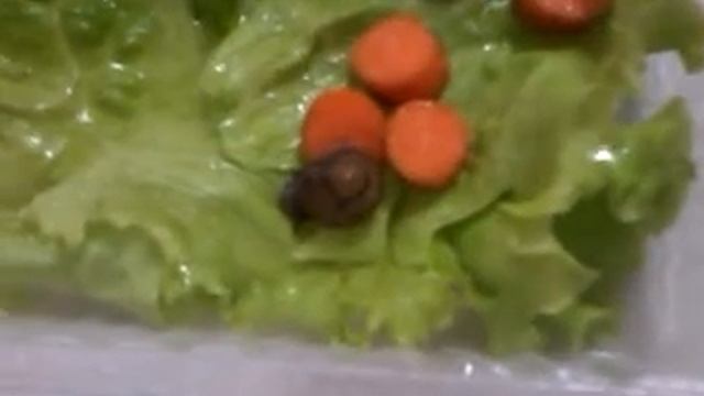 Познакомтесь моя улитка Сева.Помгите определить породу улитки. смотреть онлайн