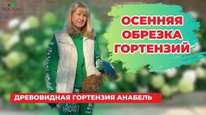 Осенняя обрезка древовидной гортензии Анабель | Советы садоводу | Питомник растений "Росток"