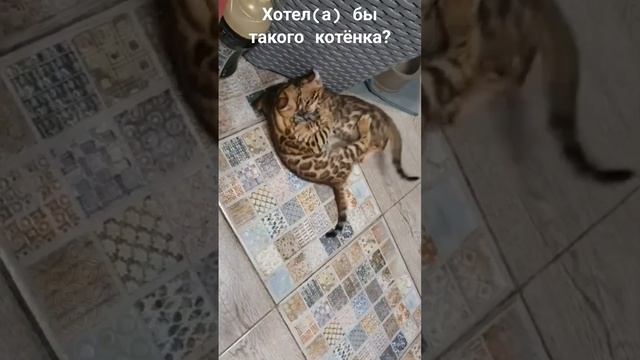 Борьба #котята #бенгальскиекотята