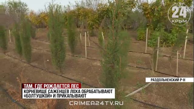 В Раздольненском районе высадят 10 тысяч деревьев до конца года