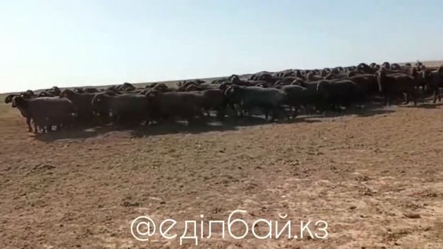 Апробация | Едилбаевский бараны.