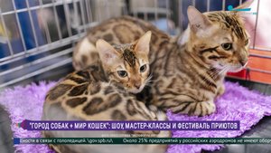 «Город собак + Мир кошек» — шоу, мастер-классы и фестиваль приютов